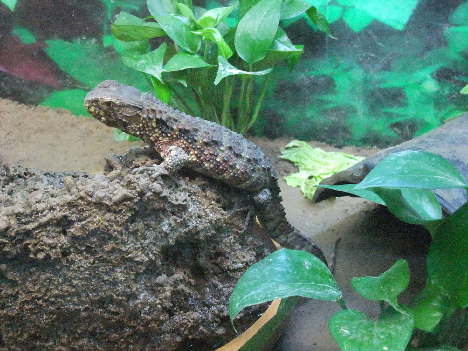 chinese crocodile lizard (ru)