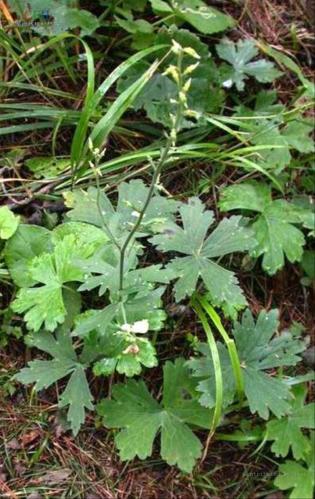  p> b>粗茎乌头 /b>(学名: b> i>aconitum crassicaule /i> /b>),为 a