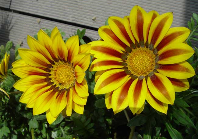  p>勋章菊(学名: i>gazania rigens /i> moench)是菊科,勋章菊属