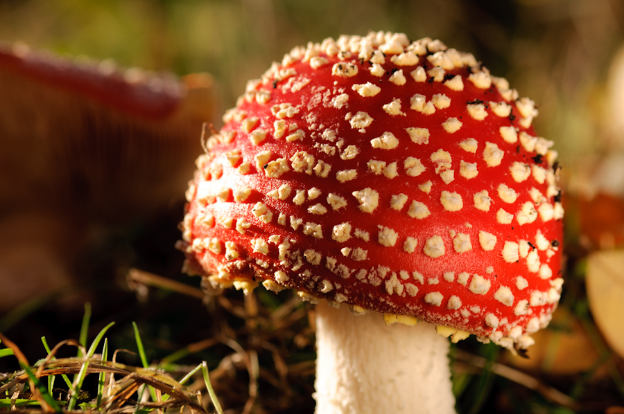  p>毒蝇伞(学名:amanita muscaria),又称毒蝇鹅膏菌,蛤蟆菌·毒蝇蕈