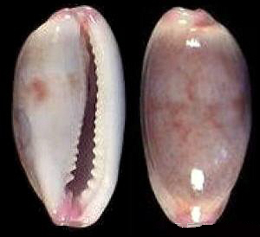  p>紫端宝螺(学名:purpuradusta fimbriata fimbriata)是腹足纲宝螺科