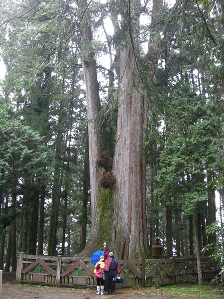 阿里山神木群