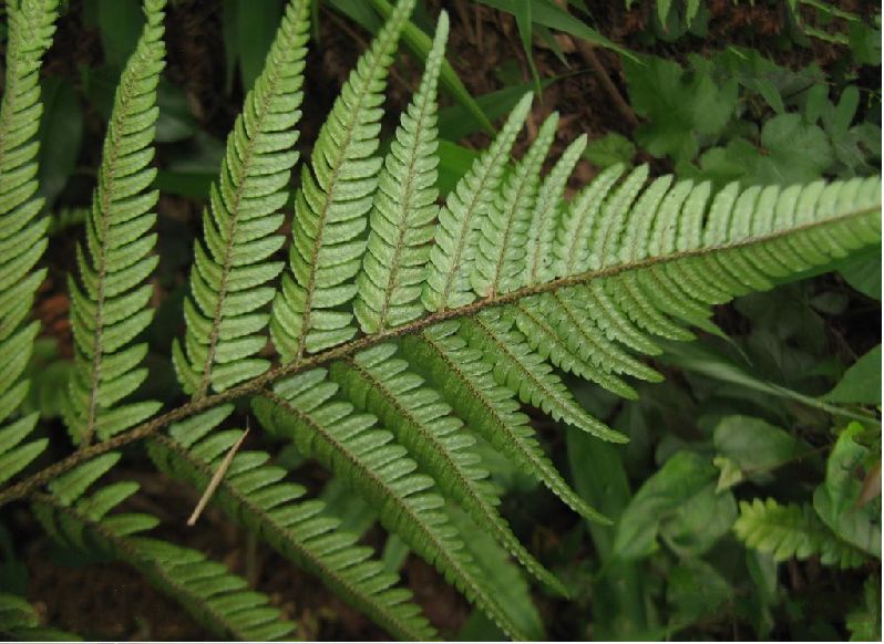  p>太平鳞毛蕨是鳞毛蕨科 a href="#" data-lemmaid="2864823">鳞毛蕨