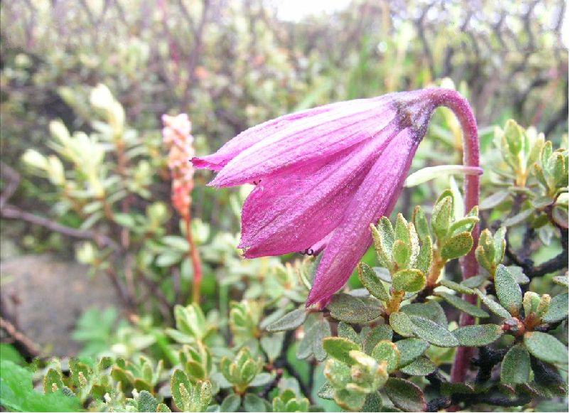  p> b>钟花垂头菊 /b>(学名: i>cremanthodium campanulatum /i>)为