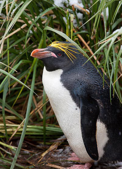  p>马可罗尼企鹅(学名: i>eudyptes chrysolophus /i>):是鸟纲,企鹅科