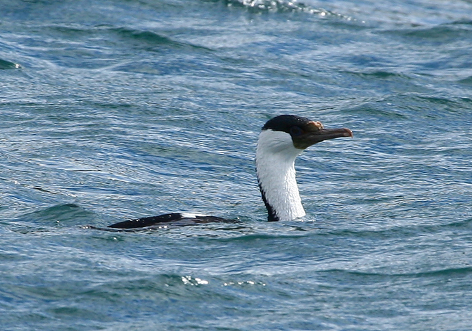 phalacrocorax atriceps
