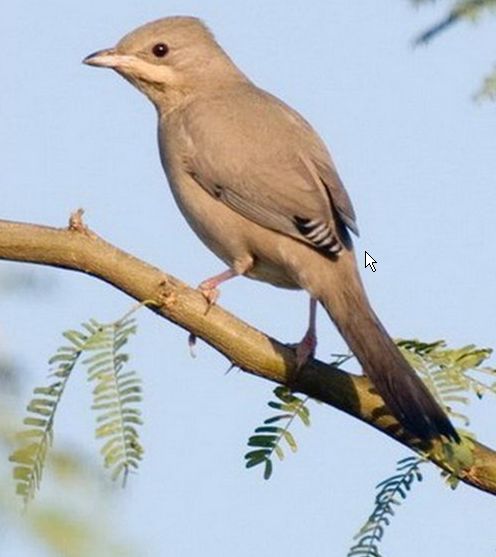  p>灰连雀(学名:hypocolius ampelinus)是鸟纲雀形目灰连雀科的仅有 a