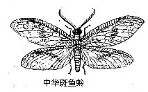 个较小的类群,有 a href="#" data-lemmaid="7372448">泥蛉科 /a>和 a