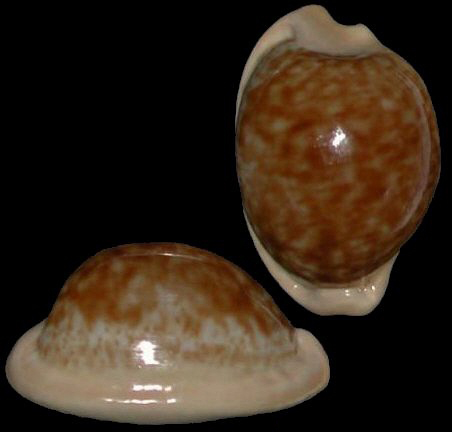  p>黄玉宝螺(学名:cypraeovula fuscorubra fusco