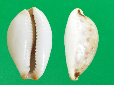  p>普吉宝螺(学名:erosaria gangranosa gangrano