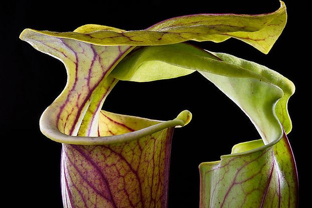  p>绿瓶子草(学名:sarracenia oreophila)是一种相对体形较大,气质