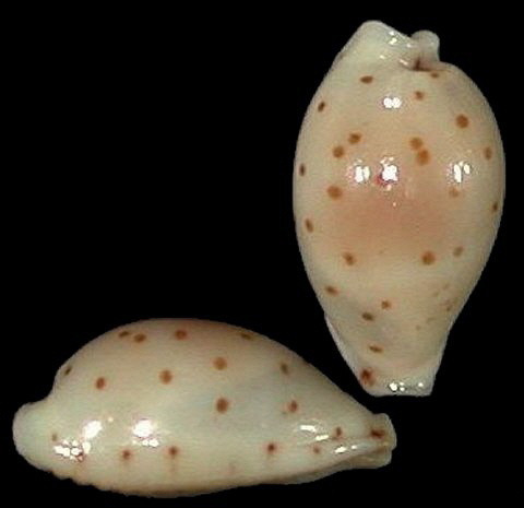  p>芝麻宝螺(学名:notadusta punctata punctata)是腹足纲宝螺科的 a