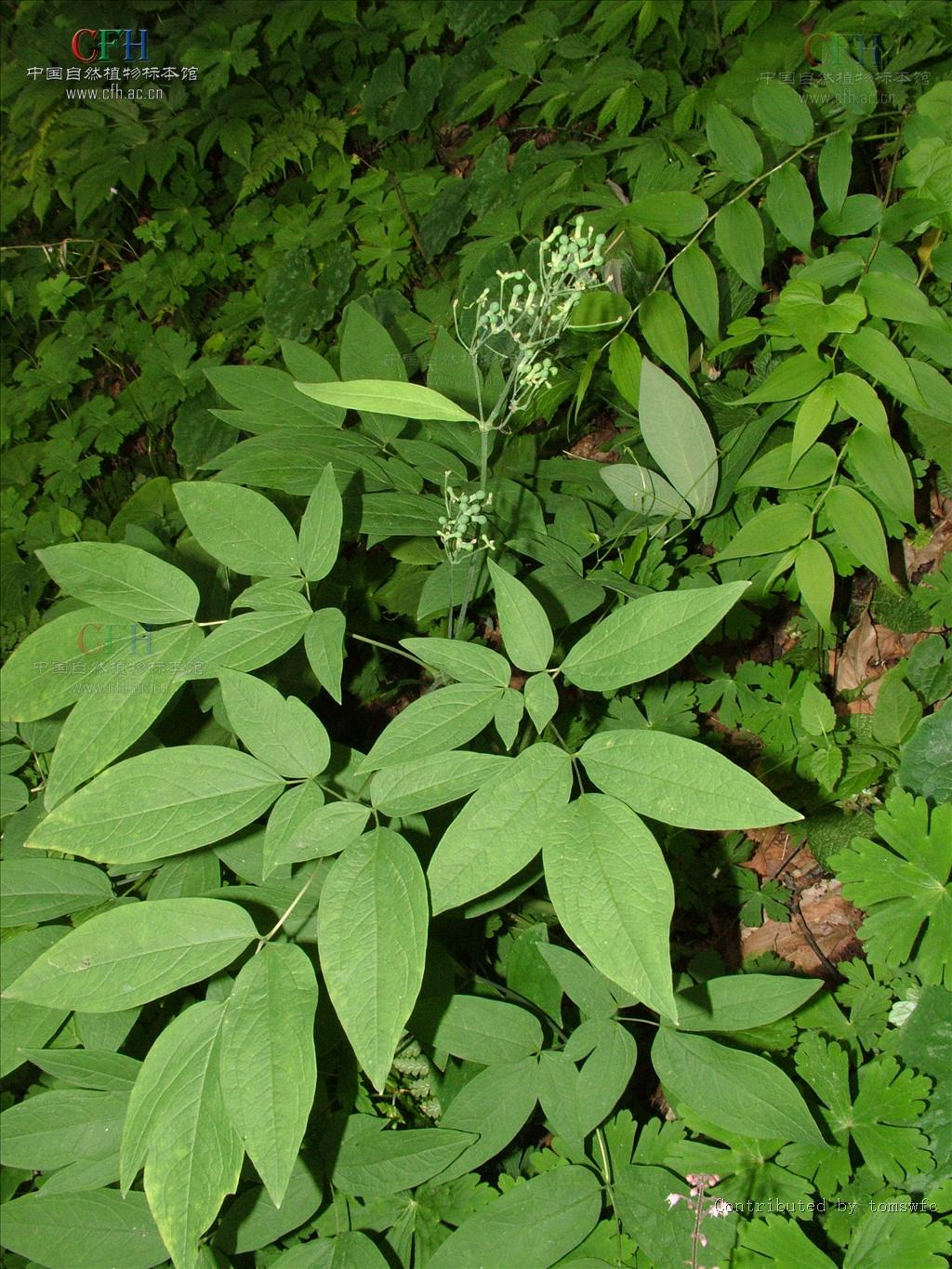 robustum maxim. 我国东北,西北和东部亦产之.该属物种