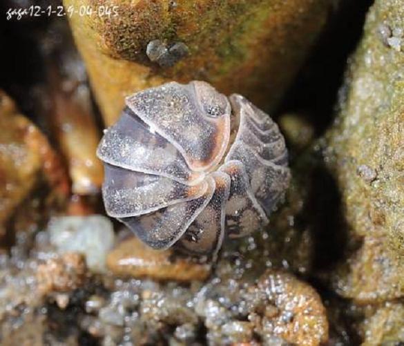 class="ref" data-ctrid="tiuw02qes05h">球鼠妇又名西爬虫,团子虫,是