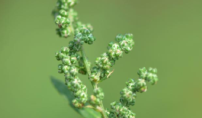 chenopodium acuminatum willd.