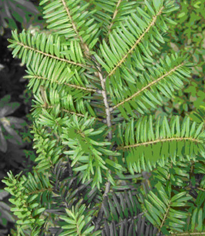  p>铁坚油杉(学名: i>keteleeria davidiana /i> (bertr.) beissn.
