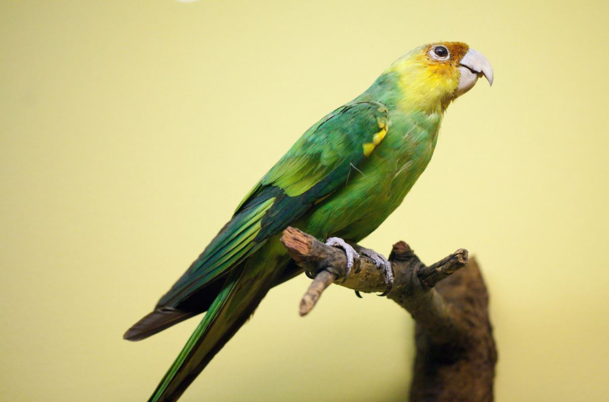 conuropsis carolinensis