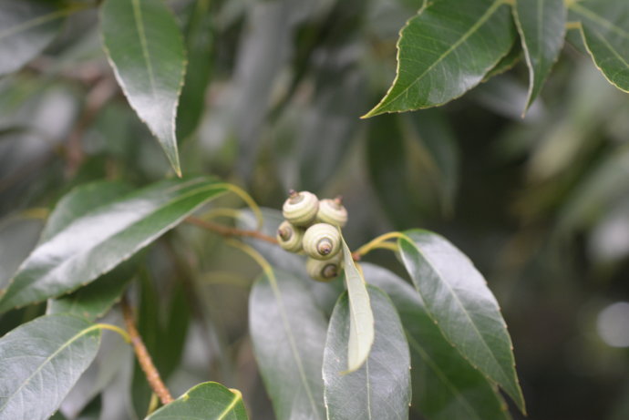  p>大果青冈(学名: i>cyclobalanopsis rex /i> (hemsl.) schott.