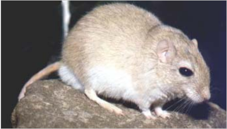  p>子午沙鼠(学名: i>meriones meridianus  /i>pallas)别名黄耗子,黄