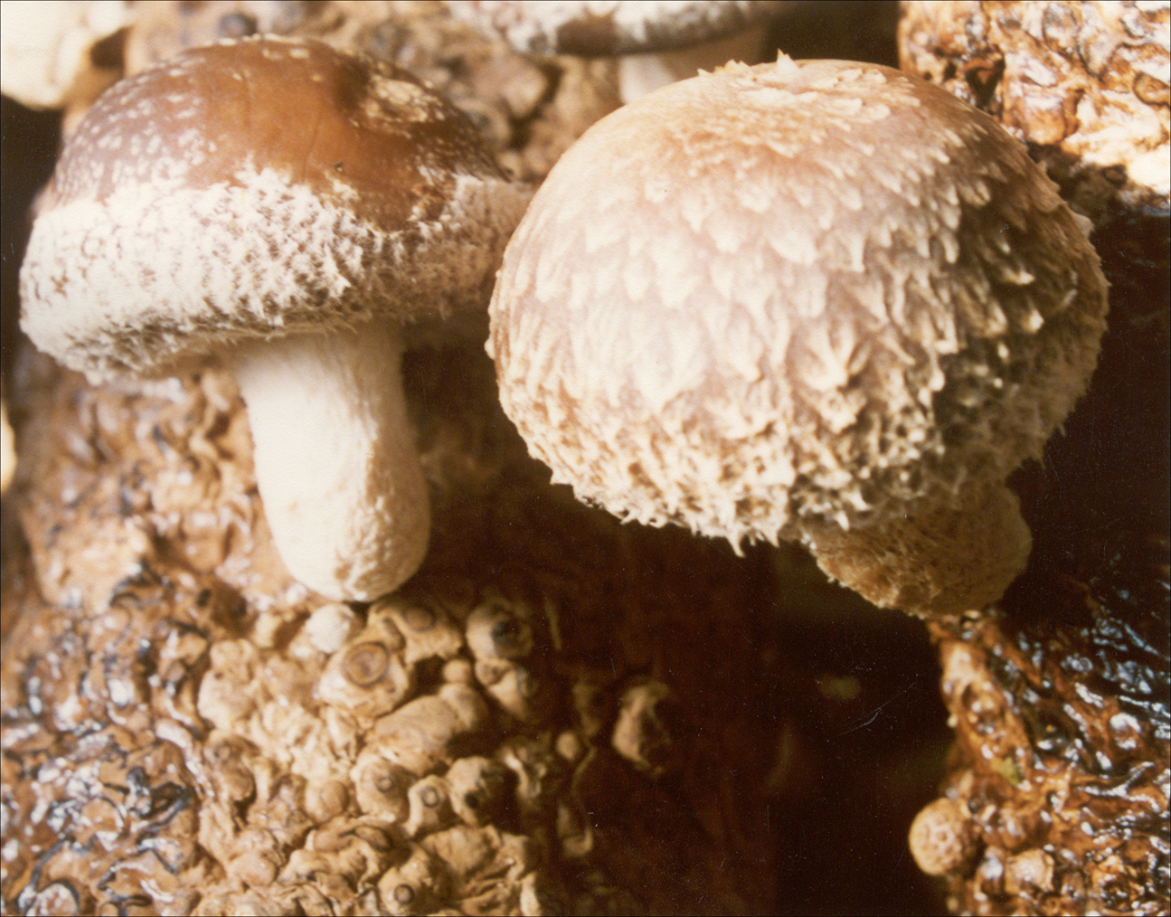  p>肉色蜡伞,经济真菌 --  a href="#" data-lemmaid="11040793">伞菌