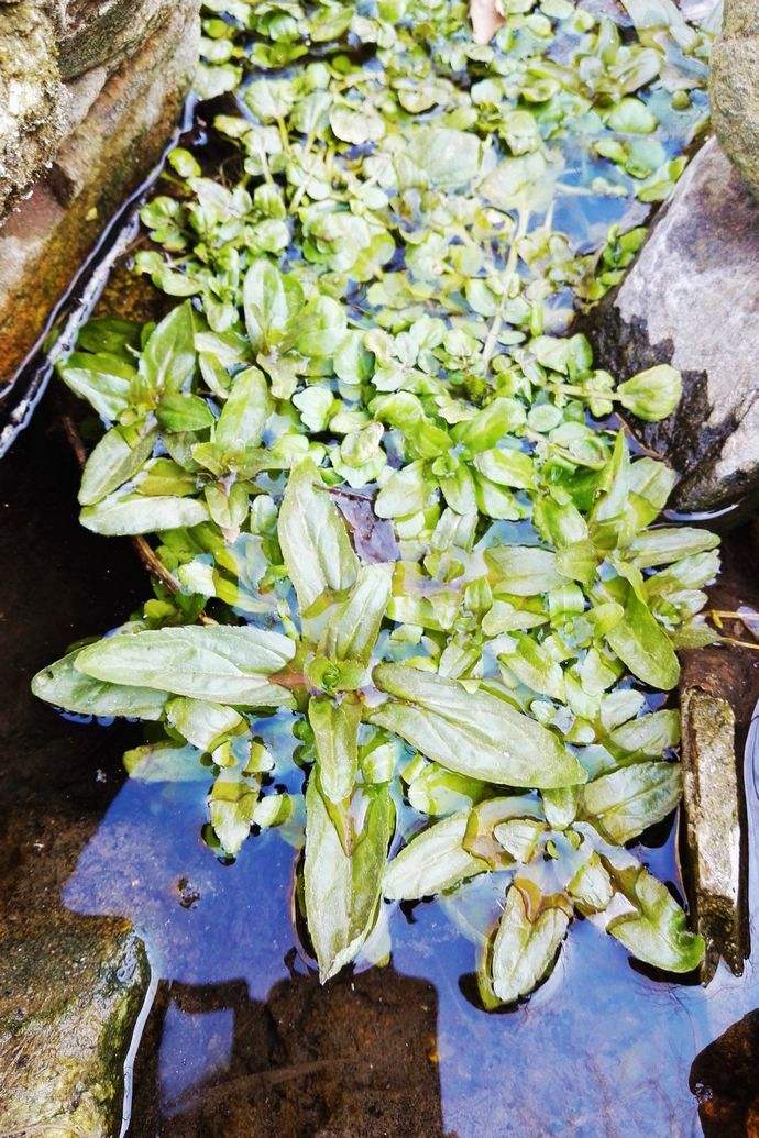  p>北水苦荬(学名: i>veronica anagallis-aquatica /i> l.