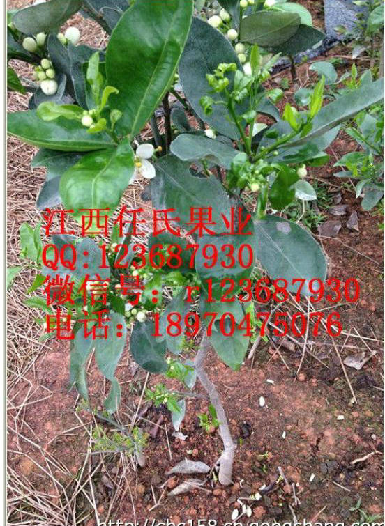 迷你柚