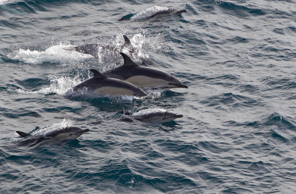  p>长吻真海豚(学名: i>delphinus capensis /i>)基本外形与 a target