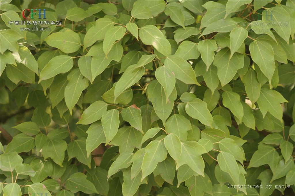  p>三角槭,别名: a target="_blank" href="/item/三角枫/3060892"