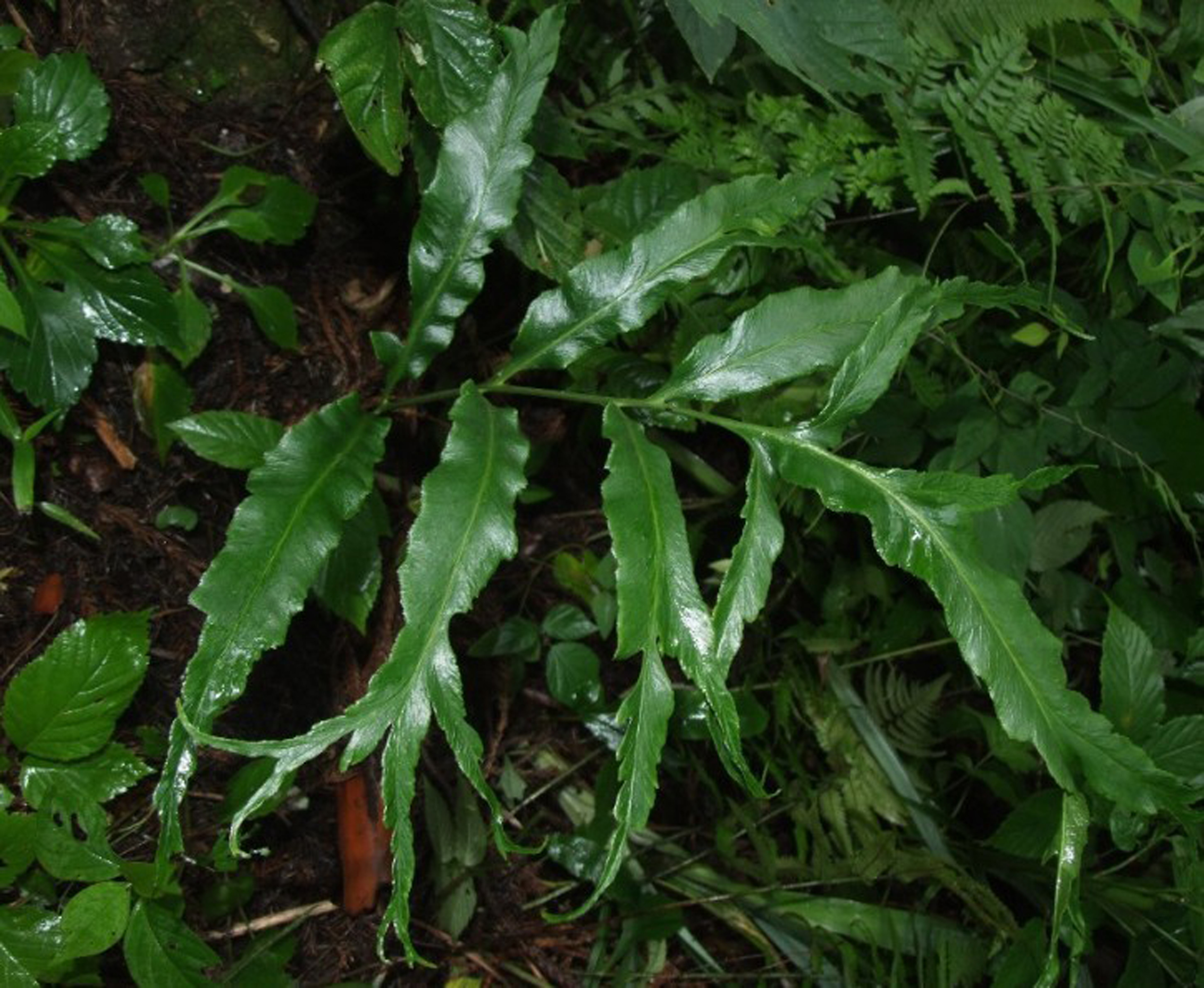  p data-id="gnfhdrrkyi">凤丫草多年生常绿草本, 别名为大叶凤凰尾巴