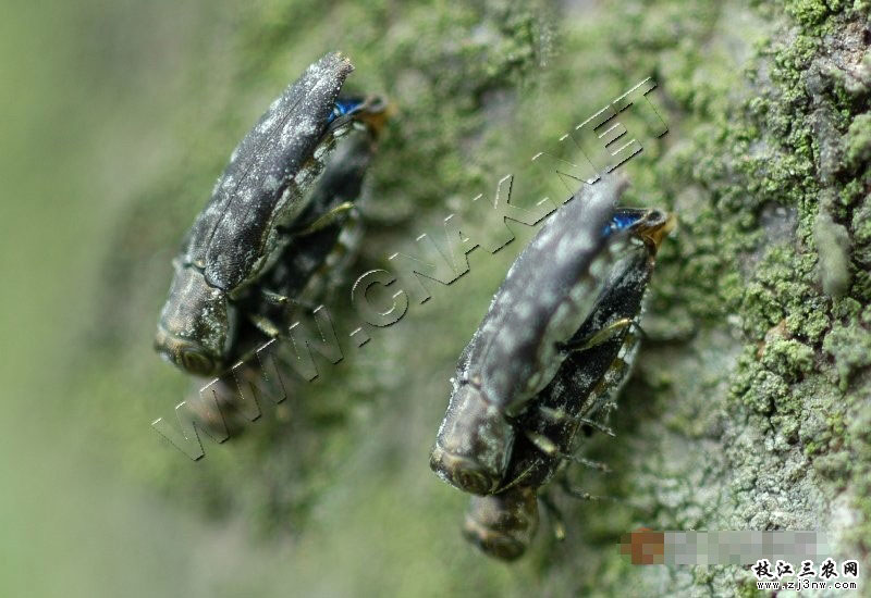  p>柑桔爆皮虫是一种属于鞘翅目,吉丁科的昆虫.