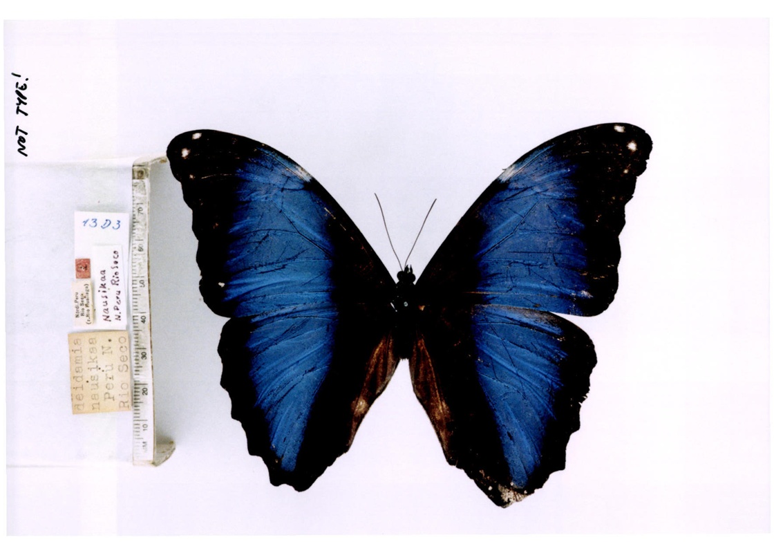 morpho deidamia hermione