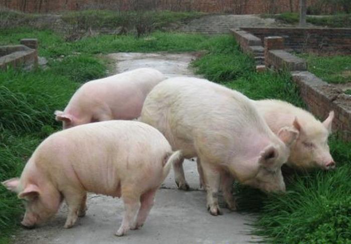  p>汉中白猪, a href="#" data-lemmaid="19657132">陕西省 /a> a