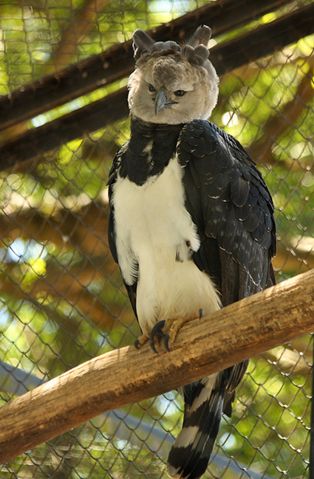  p>美洲角雕(学名: i>harpia harpyja /i>)是大型猛禽,体型大,喙和爪