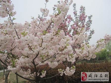 樱花
