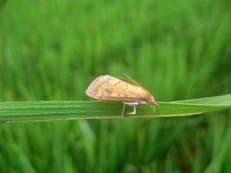  p>稻螟为水稻的主要害虫,主要为 a target="_bl