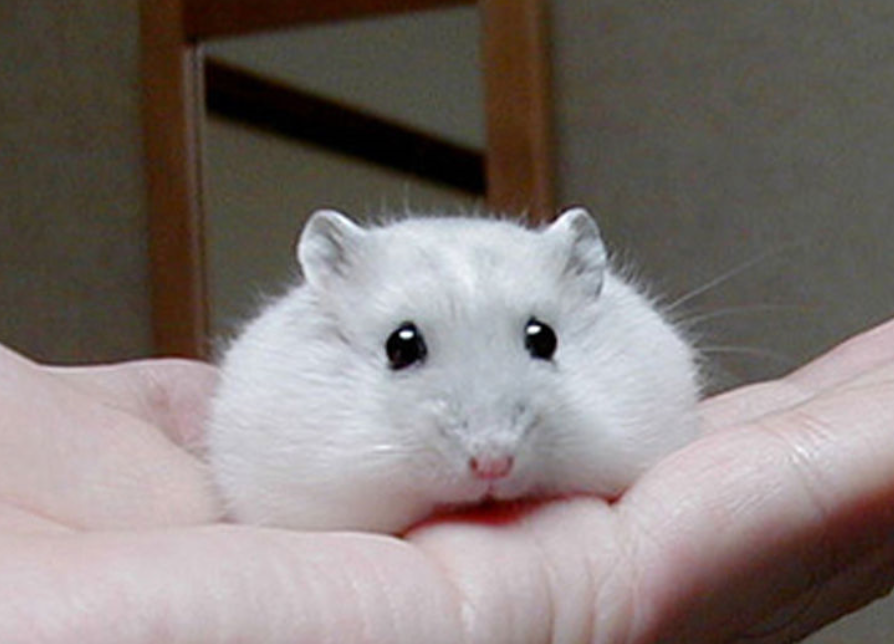 哺乳纲,啮齿目, a target="_blank" href="/item/仓鼠科/2043135"