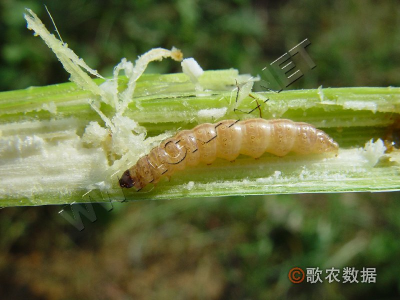 玉米钻心虫