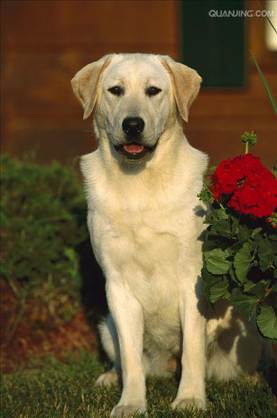  p> a target="_blank" href="/item/拉布拉多/4152961" data-lemmaid