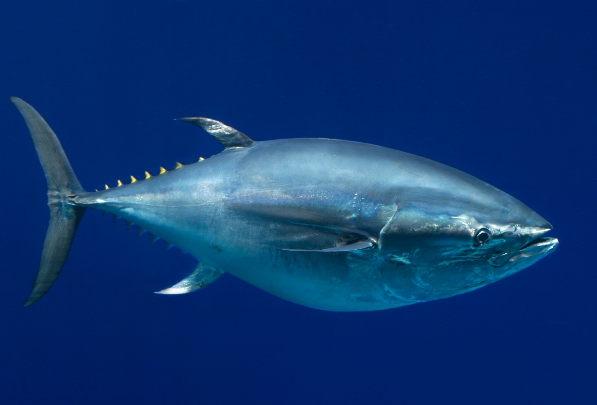  p>东方蓝鳍鲔(学名: i>thunnus orientalis) /i>是鲭科,金枪鱼属下的