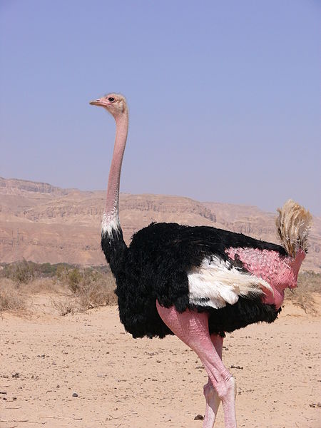  p>阿拉伯鸵鸟(arabian ostrich),或曰中东鸵鸟(middle eastern