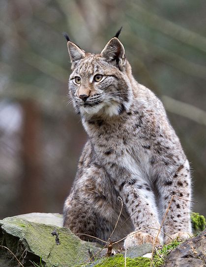  p>猞猁东部亚种(学名: i>lynx lynx orientalis /i>)是猞猁的亚种之