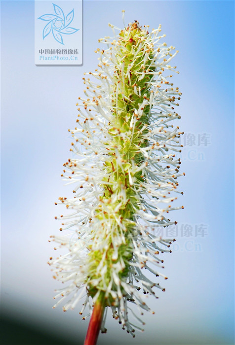  p> b>大白花地榆 /b>(学名: i>sanguisorba sitchensis /i>)是蔷薇科