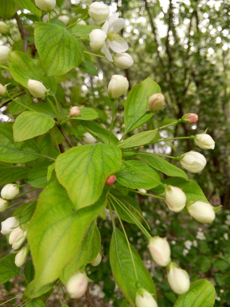  p>圆萼龙胆( i>gentiana suborbisepala /i> marq.