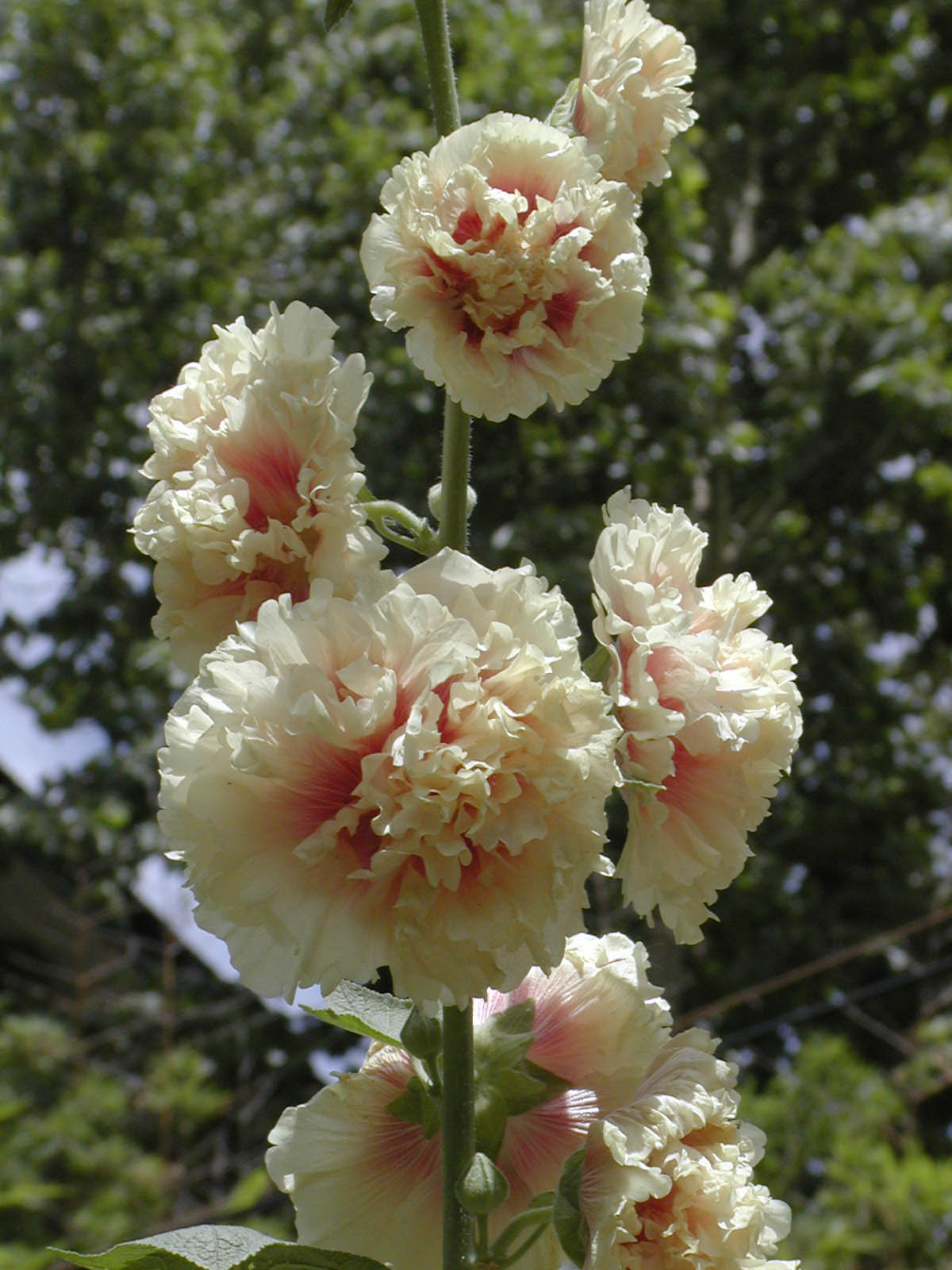  p>棋盘花是锦葵科棋盘花属的一种多年生草本植物,生于林下和山坡草地