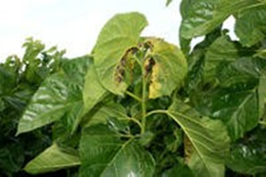 菱纹叶蝉