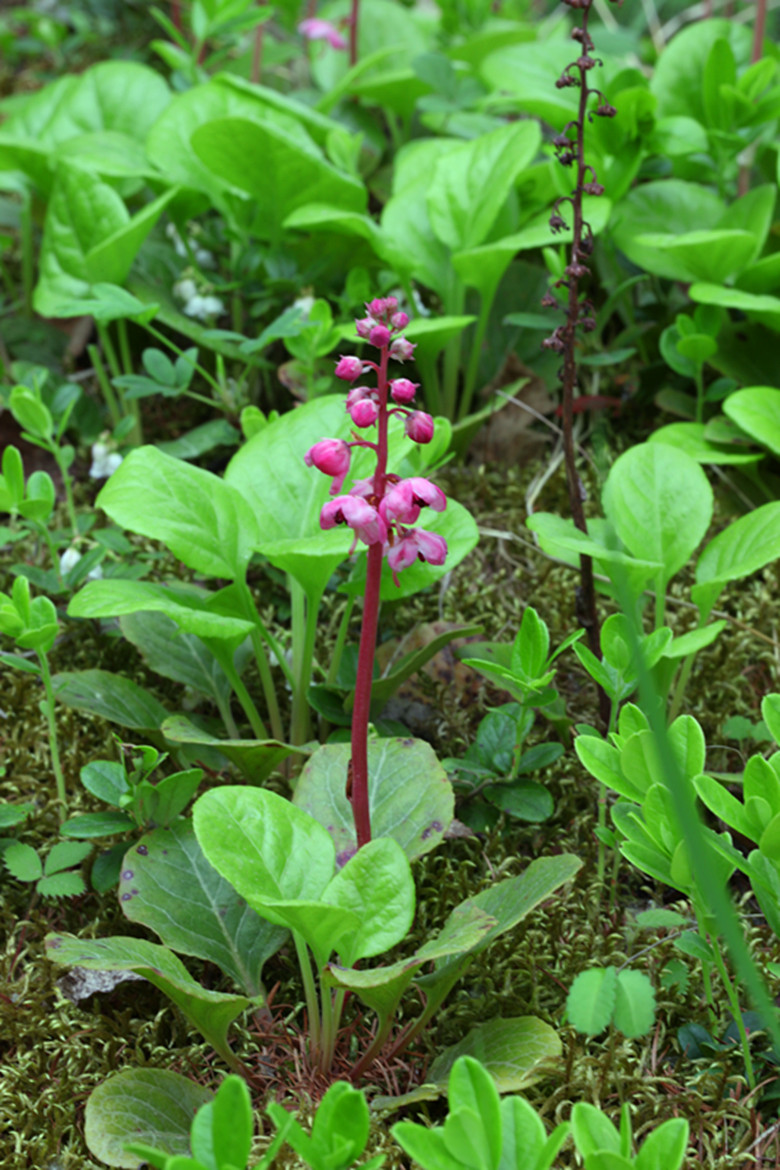  p>大理鹿蹄草, a href="#" data-lemmaid="3514470">多年生草本 /a>