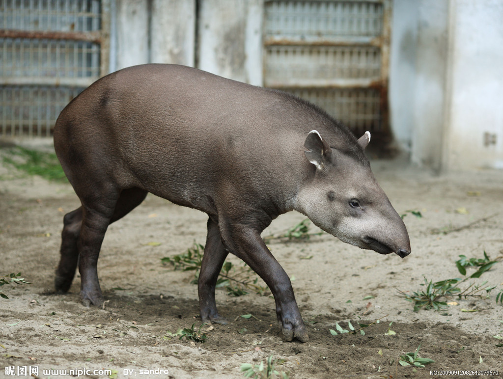  p>貘(学名: i>tapiridae, i>t /i> b> i>apirus /i> /b> /i>):貘科仅
