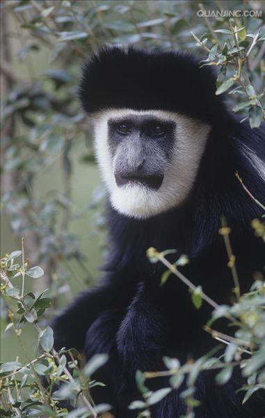  p>西非黑白疣猴(学名: i>colobus polykomos /i>):又名髯猴, a