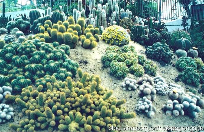  p>小群落是指在群落林下地被植物聚集形成的小斑块.