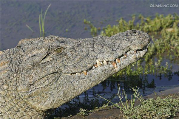  p>尼罗鳄(学名: i>crocodylus niloticus /i>),是非洲最大的鳄鱼和最